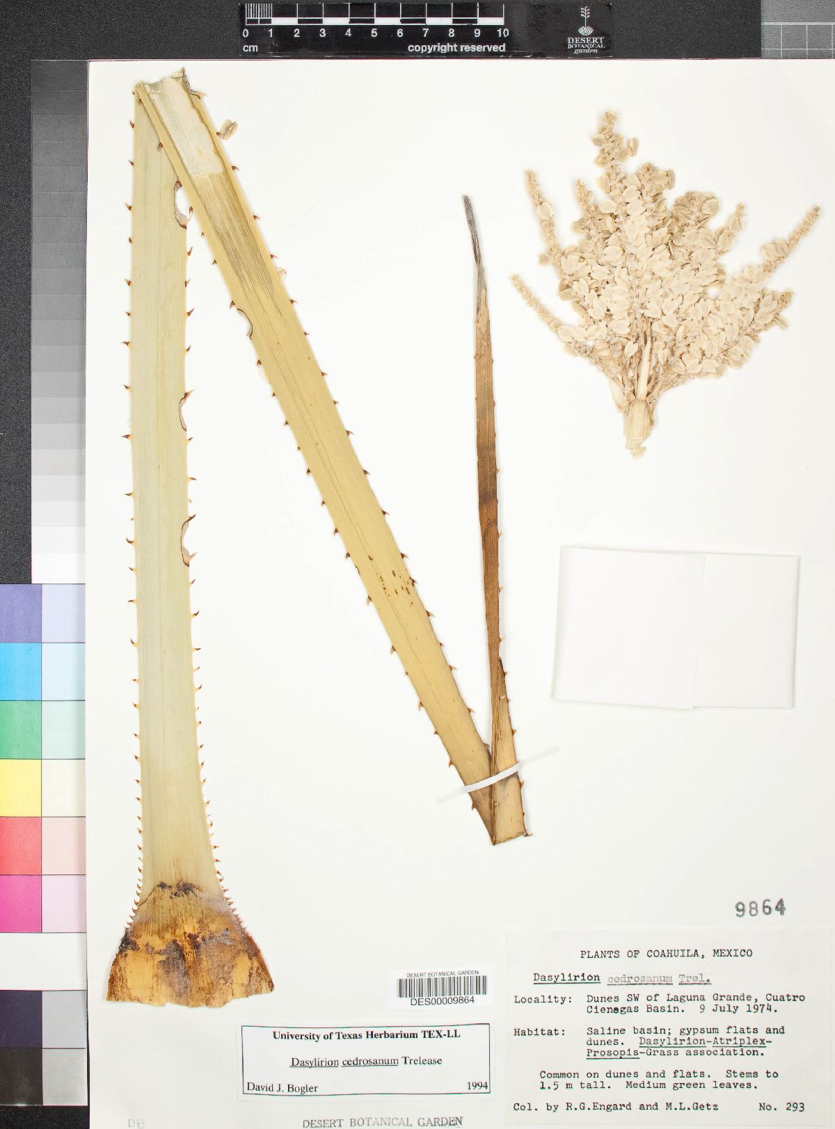 Dasylirion cedrosanum image