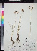 Allium cernuum image