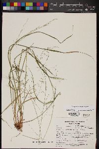 Zuloagaea bulbosa image