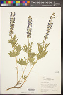 Lupinus maculatus image