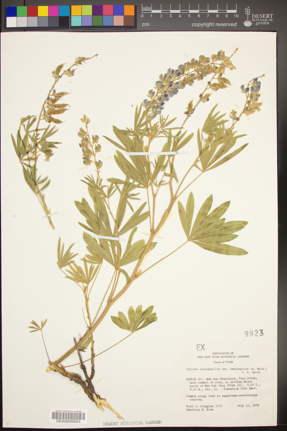 Lupinus leucophyllus subsp. erectus image