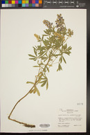 Lupinus caudatus image