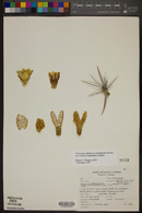 Ferocactus cylindraceus subsp. lecontei image