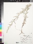 Artemisia ludoviciana subsp. redolens image