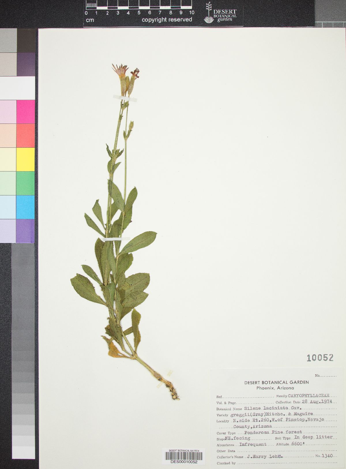 Silene laciniata subsp. greggii image