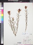 Castilleja linariifolia image