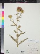 Cirsium arizonicum var. nidulum image