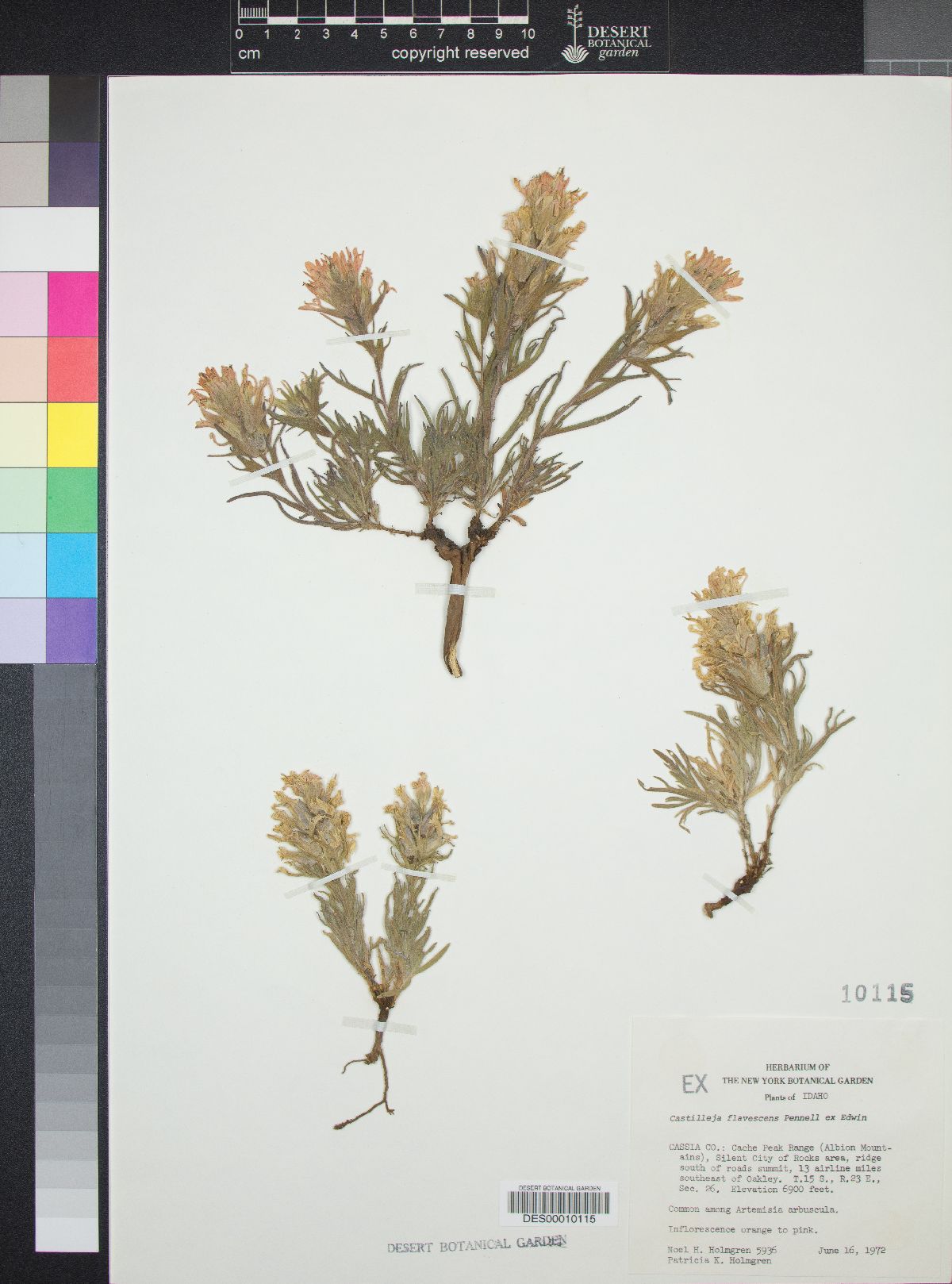 Castilleja flavescens image