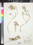 Monardella nana subsp. tenuiflora image