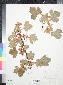 Acer glabrum image