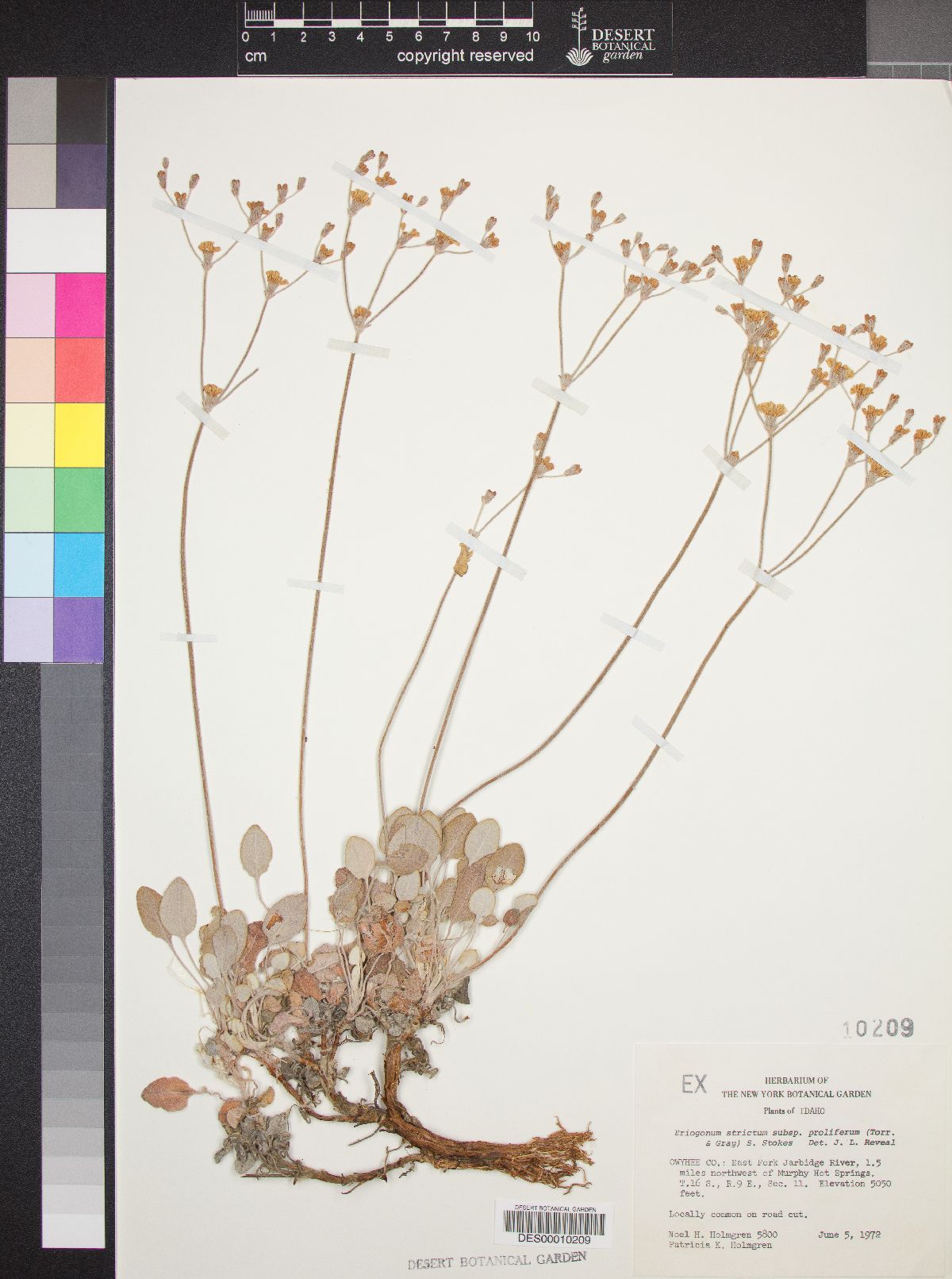 Eriogonum strictum subsp. proliferum image