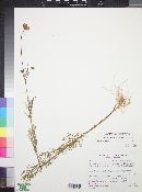 Cosmos parviflorus image