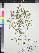 Physalis crassifolia var. versicolor image