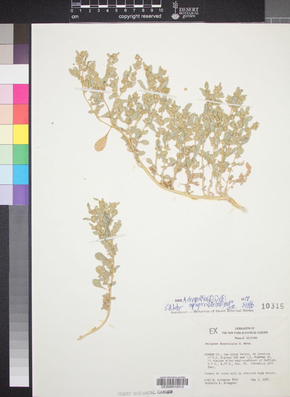 Atriplex elegans var. fasciculata image