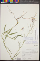 Hesperidanthus linearifolius image