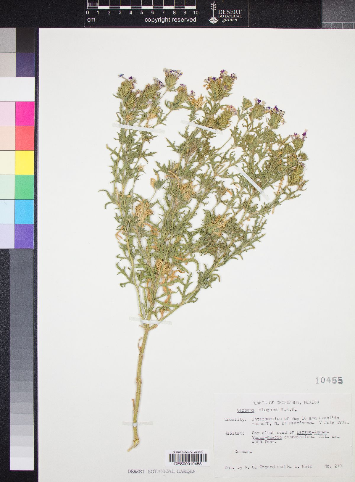 Verbena elegans image