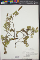 Bauhinia ramosissima image