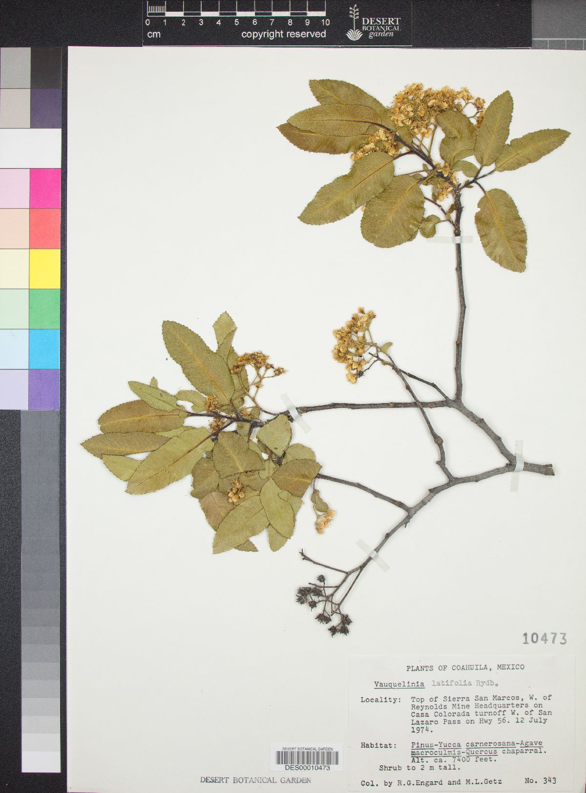 Vauquelinia latifolia image