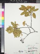 Vauquelinia latifolia image