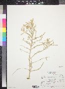 Atriplex polycarpa image