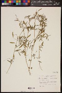 Image of Vicia minutiflora