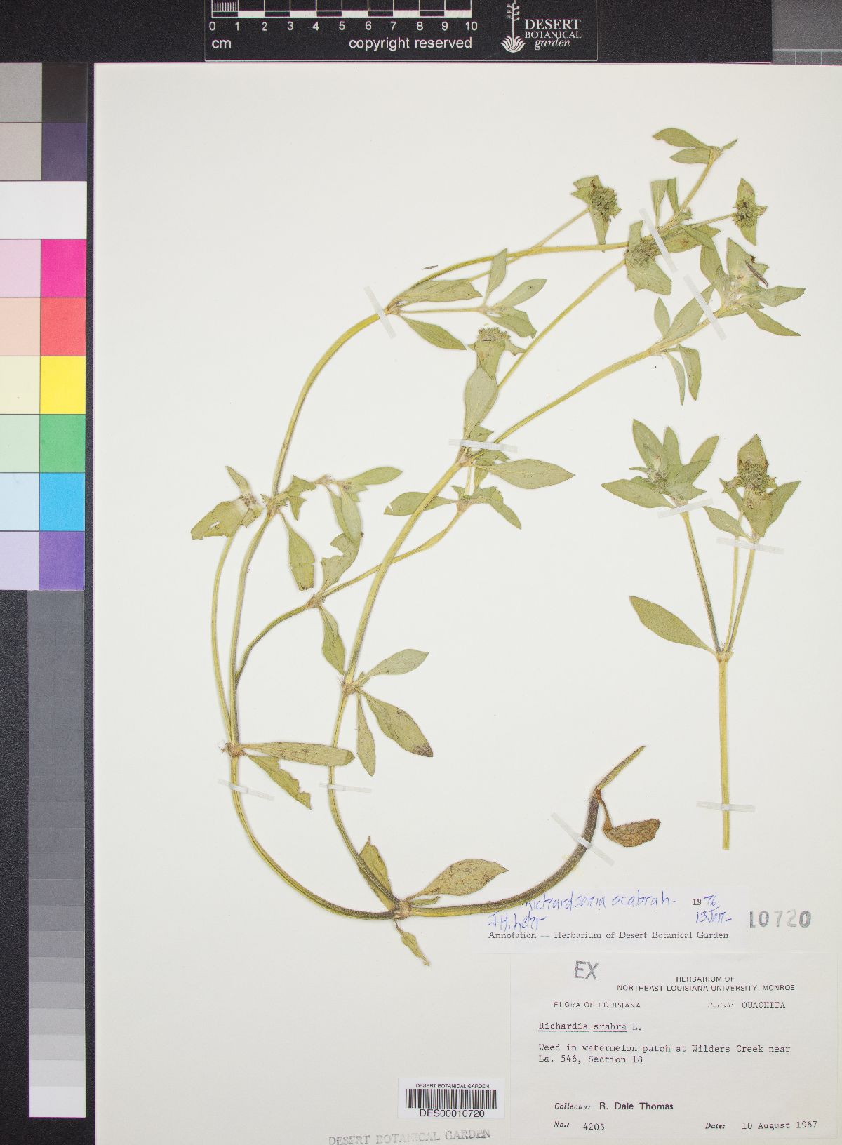 Richardsonia scabra image