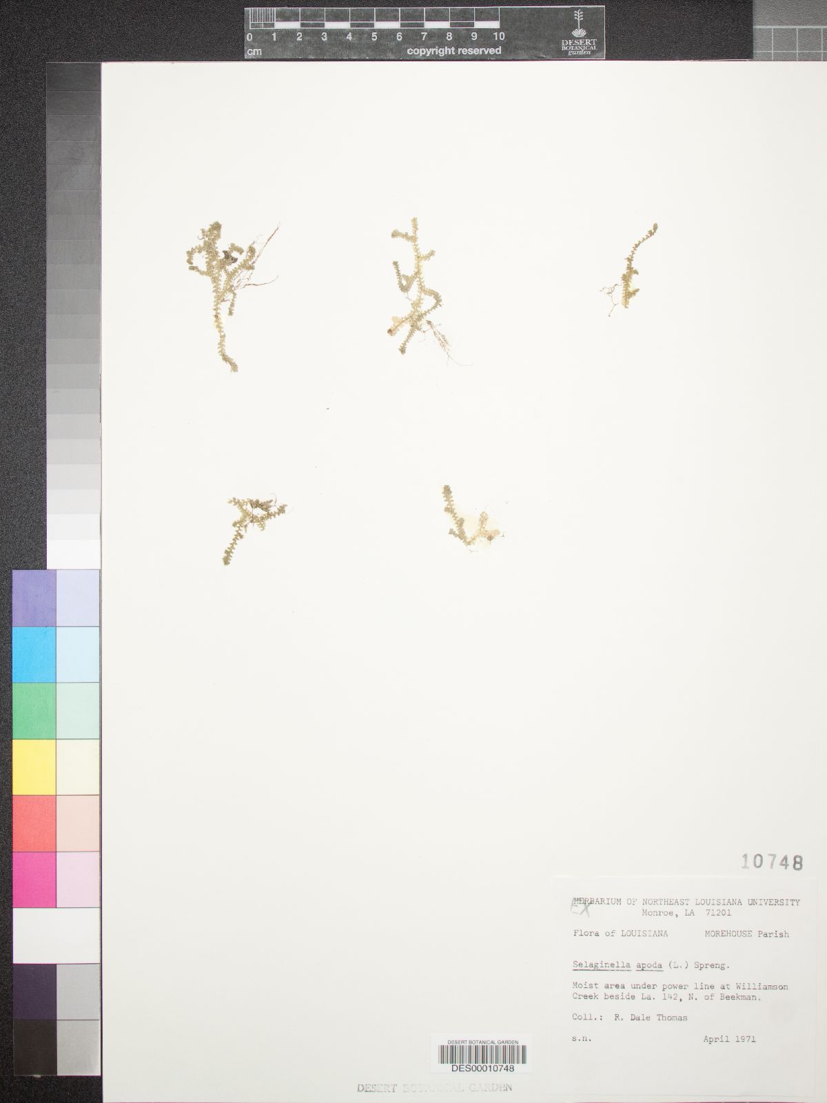 Selaginella apoda image