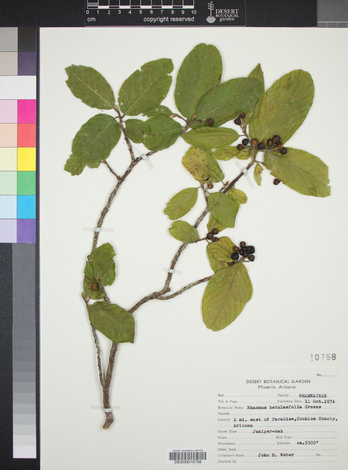 Rhamnus betulaefolia image