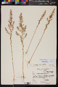 Dysphania graveolens image