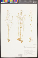 Arabidopsis thaliana image