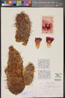 Echinocereus engelmannii var. variegatus image