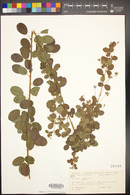 Lespedeza stuevei image