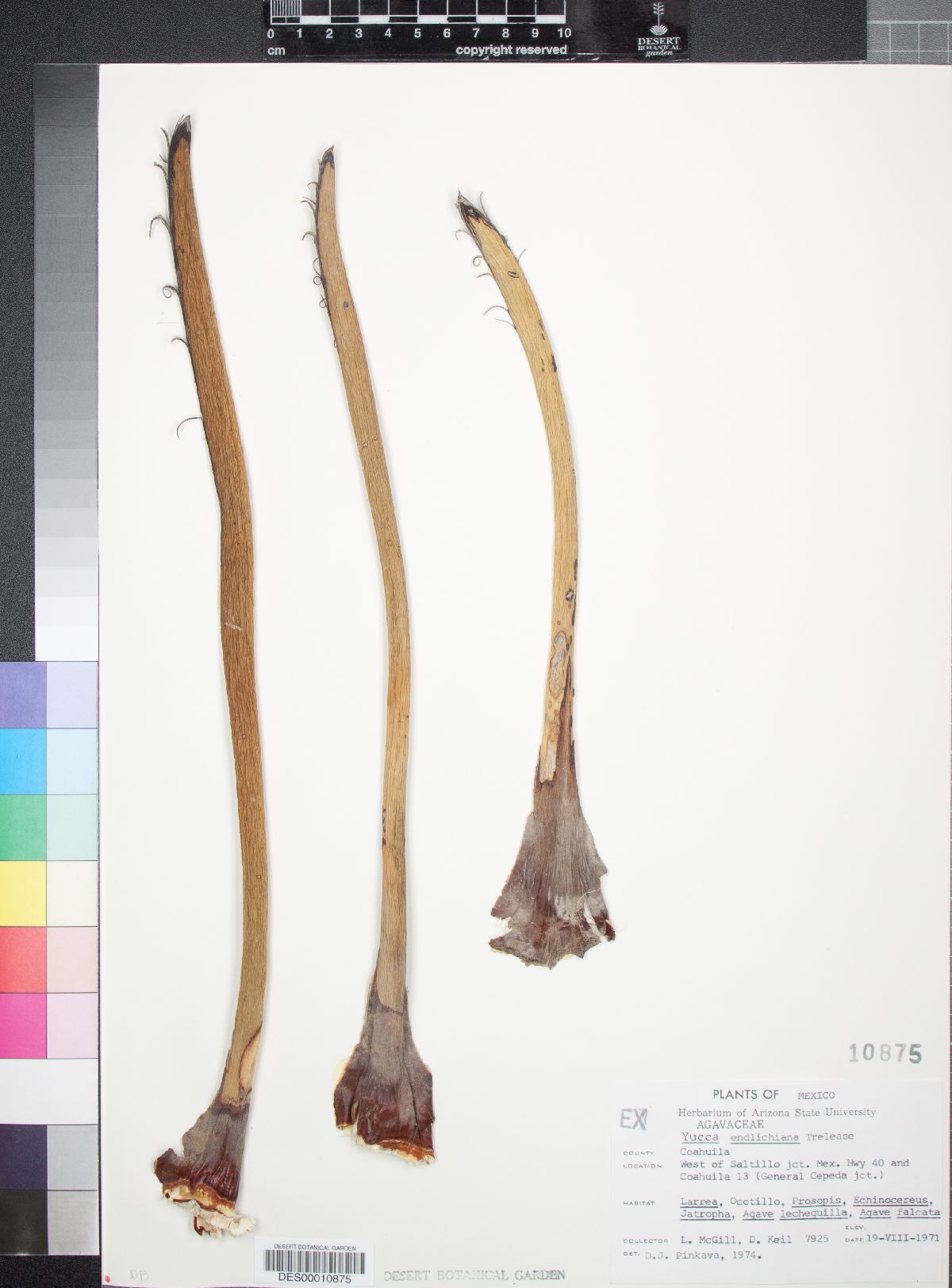 Yucca endlichiana image