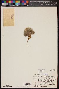 Image of Mammillaria lenta