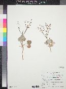 Eriogonum deflexum image