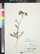 Phacelia crenulata var. ambigua image