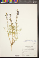 Lupinus sparsiflorus image