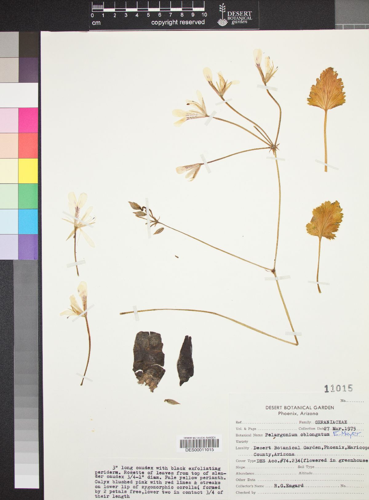 Pelargonium oblongatum image