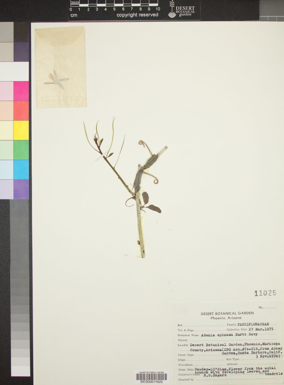 Adenia spinosa image