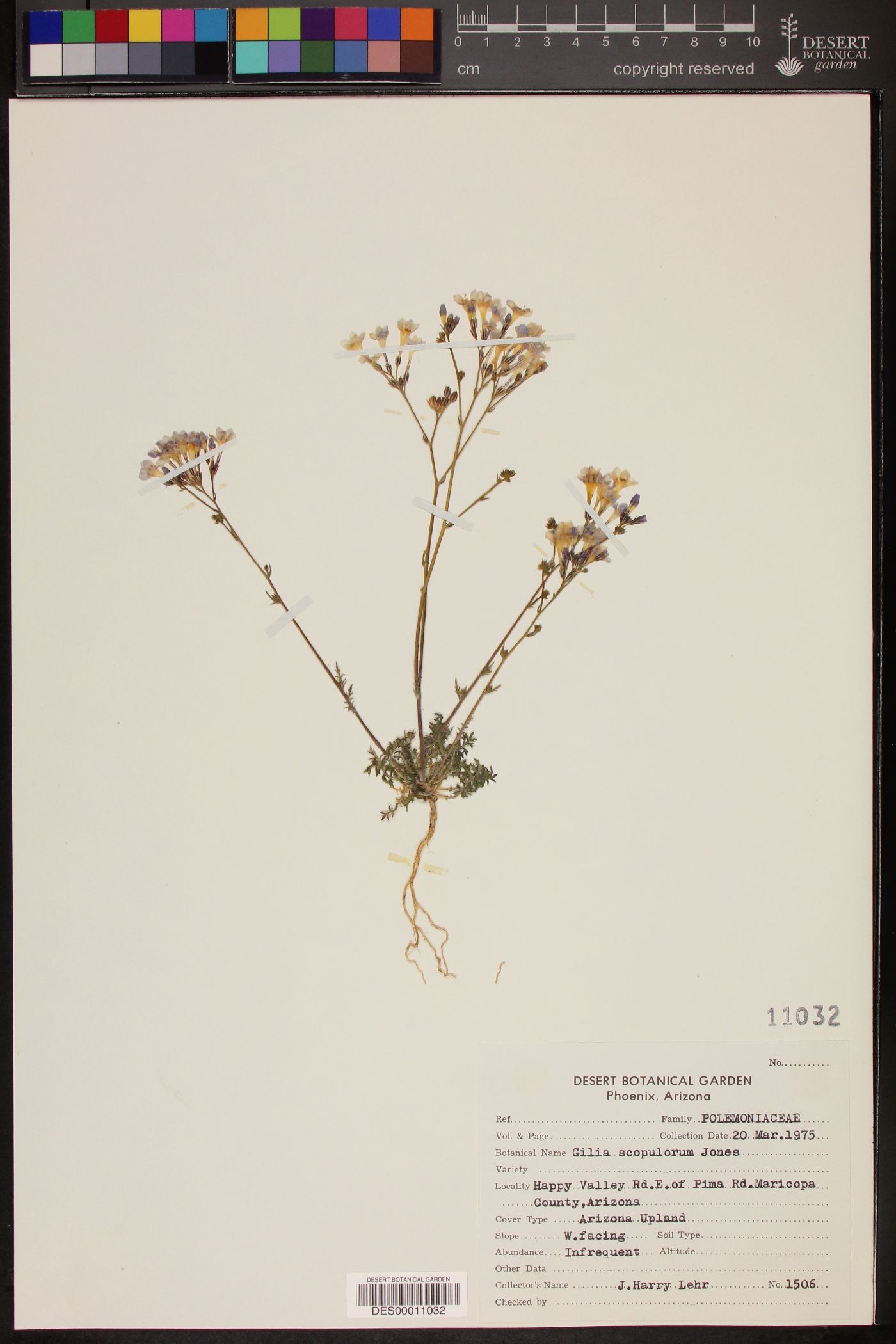 Gilia scopulorum image