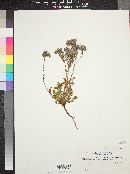 Phacelia crenulata var. angustifolia image