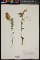 Astragalus bisulcatus image