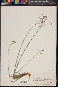 Linum lewisii image