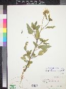 Helianthus petiolaris subsp. fallax image