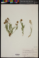 Astragalus miser var. oblongifolius image