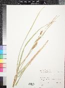 Carex utriculata image