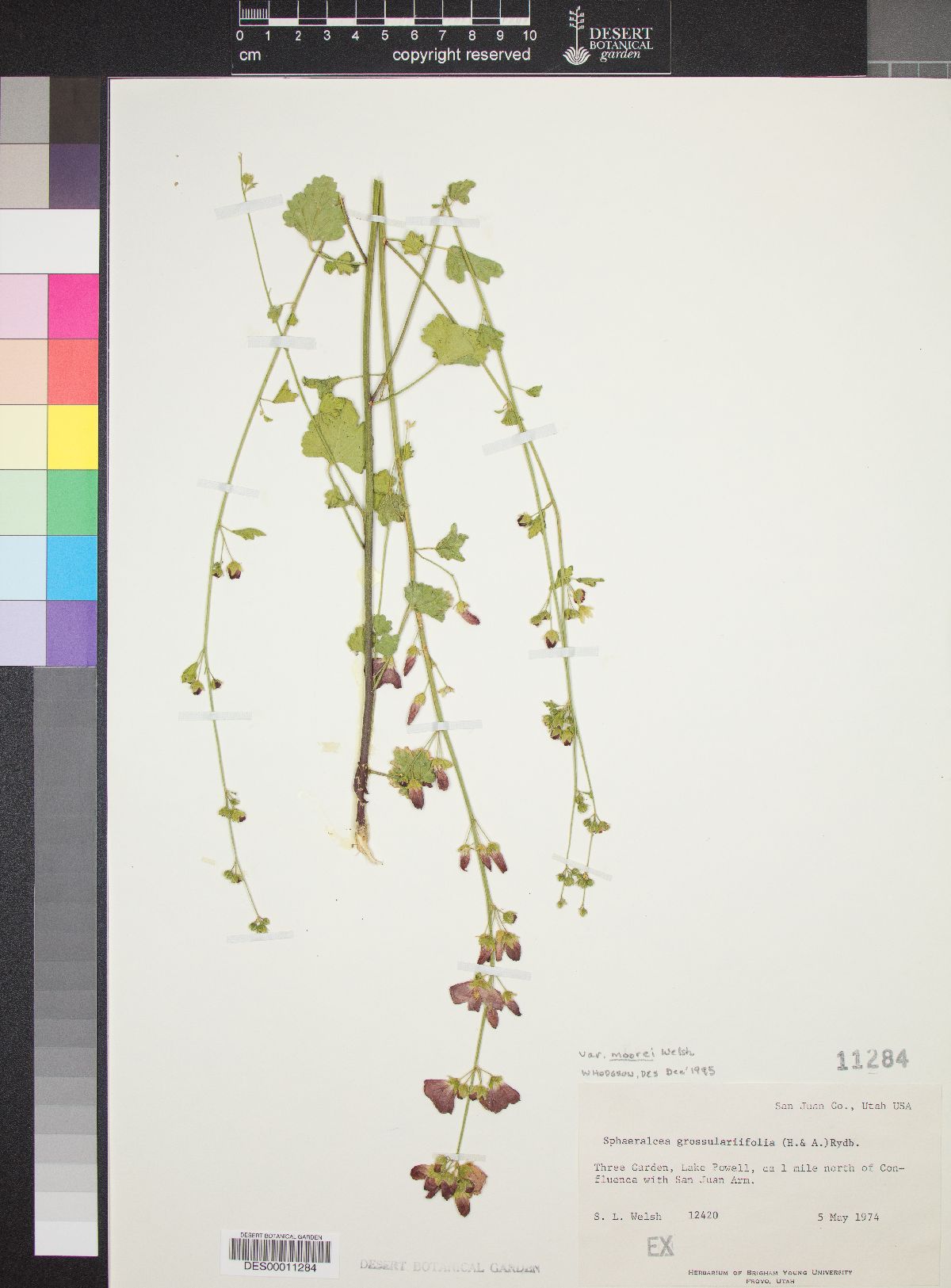 Sphaeralcea grossulariifolia subsp. grossulariifolia image