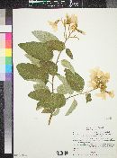 Cordia boissieri image