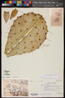 Opuntia engelmannii image