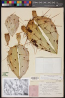 Opuntia engelmannii image